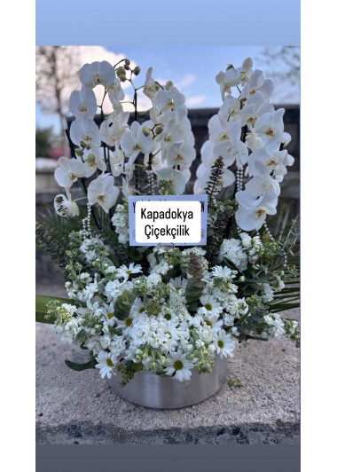 Büyük Orkide Aranjmanı